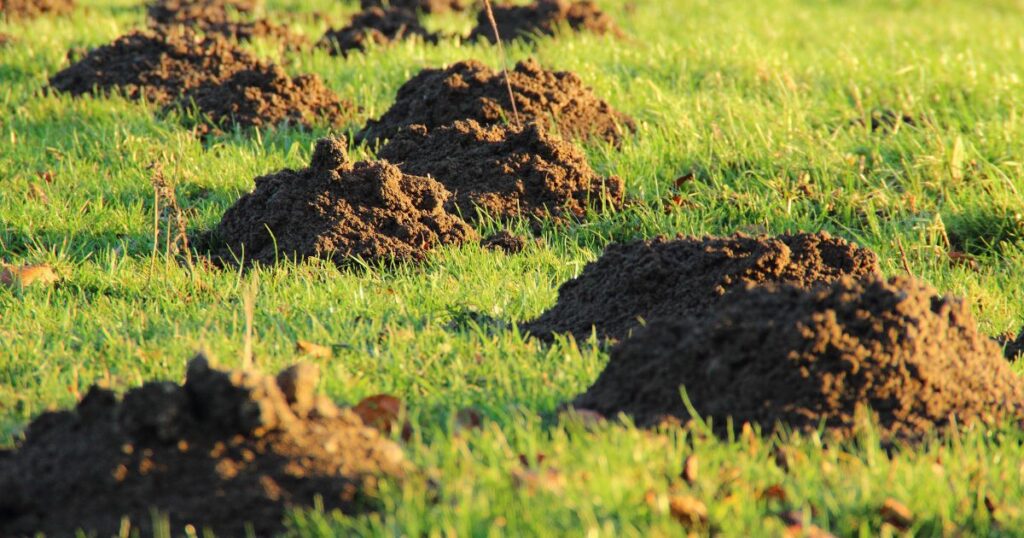 Maulwurf im Garten – was tun? Praktische, rechtssichere und tierfreundliche Tipps zu Vertreibung, Rasenreparatur und Co. im eigenen Garten.