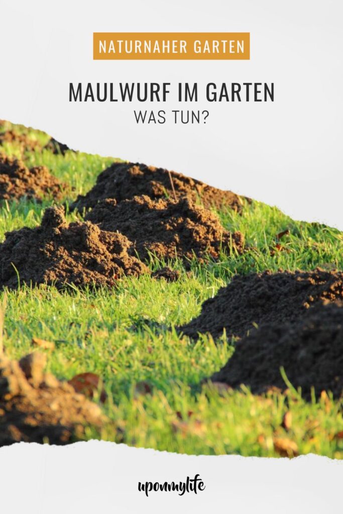 Maulwurf im Garten – was tun? Praktische, rechtssichere und tierfreundliche Tipps zu Vertreibung, Rasenreparatur und Co. im eigenen Garten.