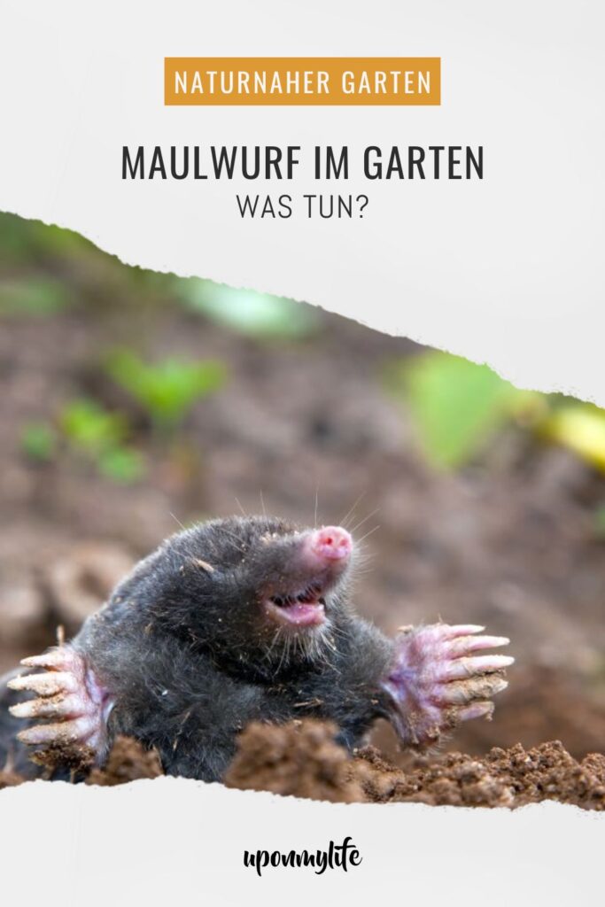 Maulwurf im Garten – was tun? Praktische, rechtssichere und tierfreundliche Tipps zu Vertreibung, Rasenreparatur und Co. im eigenen Garten.