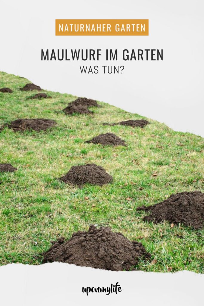Maulwurf im Garten – was tun? Praktische, rechtssichere und tierfreundliche Tipps zu Vertreibung, Rasenreparatur und Co. im eigenen Garten.