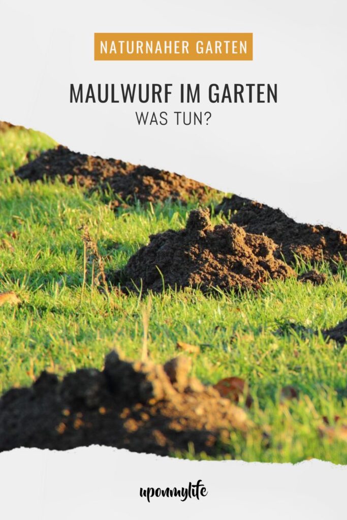 Maulwurf im Garten – was tun? Praktische, rechtssichere und tierfreundliche Tipps zu Vertreibung, Rasenreparatur und Co. im eigenen Garten.