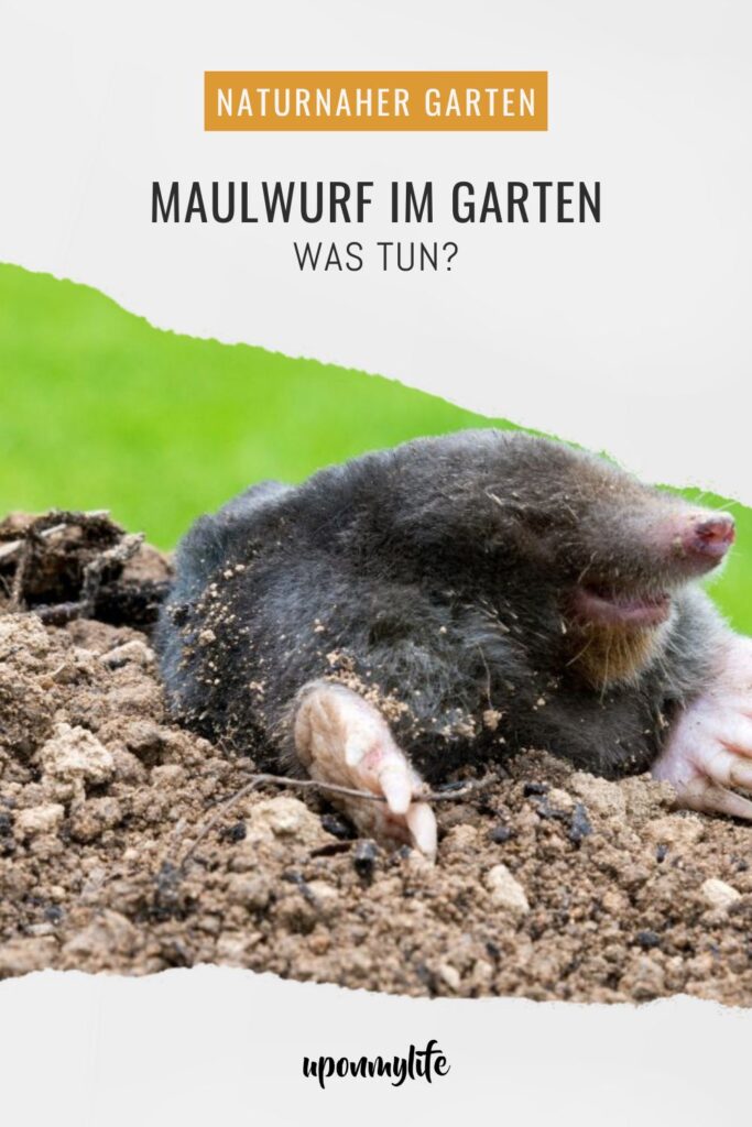 Maulwurf im Garten – was tun? Praktische, rechtssichere und tierfreundliche Tipps zu Vertreibung, Rasenreparatur und Co. im eigenen Garten.
