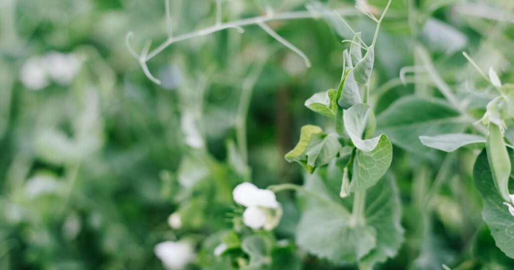 Gemüseanbau mit Kindern leicht gemacht: Entdecke die 10 besten Gemüsesorten, persönliche Erfahrungen und praktische Tipps euren Garten