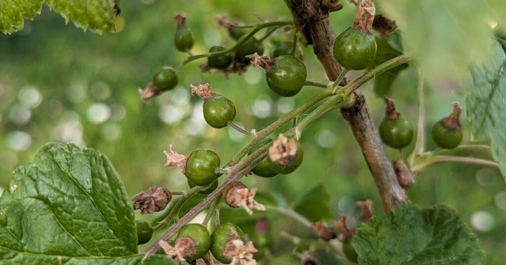 Gemüseanbau mit Kindern leicht gemacht: Entdecke die 10 besten Gemüsesorten, persönliche Erfahrungen und praktische Tipps euren Garten