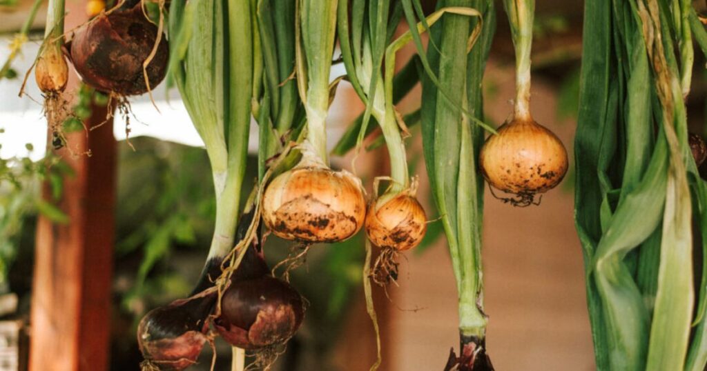 Gemüseanbau mit Kindern leicht gemacht: Entdecke die 10 besten Gemüsesorten, persönliche Erfahrungen und praktische Tipps euren Garten