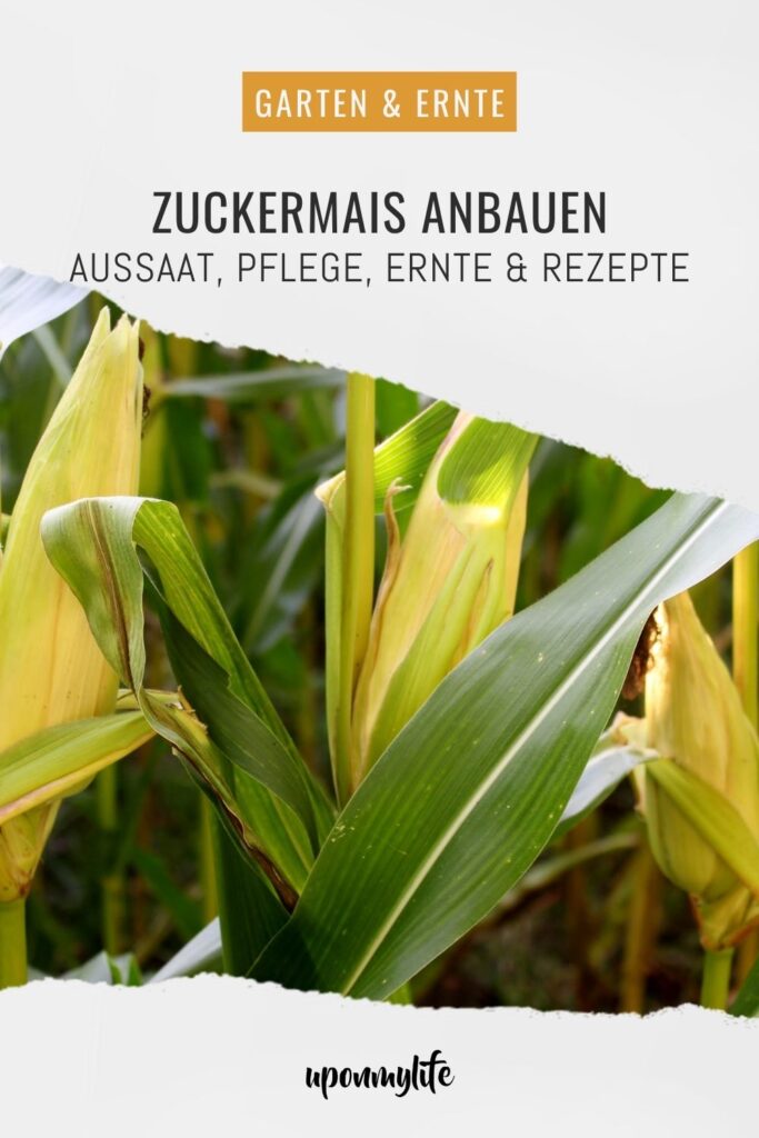 Zuckermais anbauen leicht gemacht: Entdecke hier alles über Sortenwahl, Aussaat, Pflege, Ernte und Rezepte für Maiskolben aus dem Garten