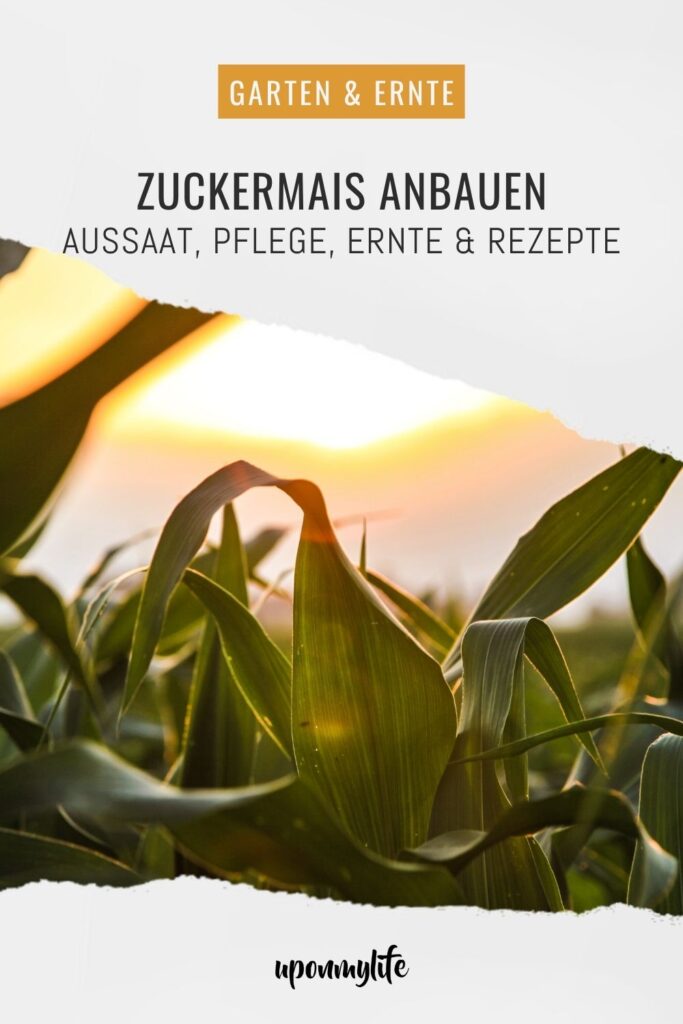 Zuckermais anbauen leicht gemacht: Entdecke hier alles über Sortenwahl, Aussaat, Pflege, Ernte und Rezepte für Maiskolben aus dem Garten
