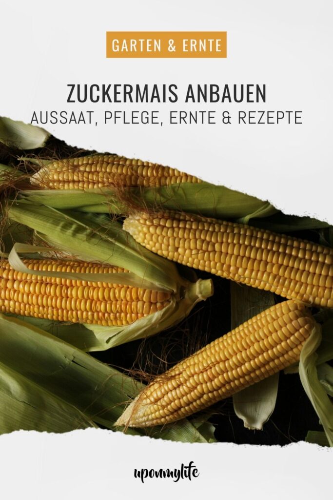 Zuckermais anbauen leicht gemacht: Entdecke hier alles über Sortenwahl, Aussaat, Pflege, Ernte und Rezepte für Maiskolben aus dem Garten