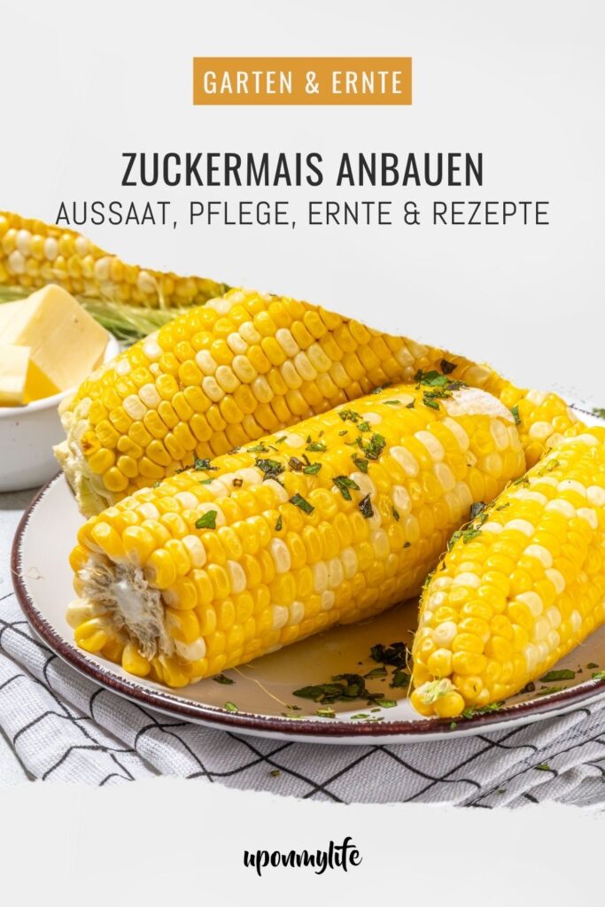 Zuckermais anbauen leicht gemacht: Entdecke hier alles über Sortenwahl, Aussaat, Pflege, Ernte und Rezepte für Maiskolben aus dem Garten