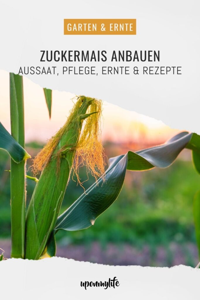 Zuckermais anbauen leicht gemacht: Entdecke hier alles über Sortenwahl, Aussaat, Pflege, Ernte und Rezepte für Maiskolben aus dem Garten