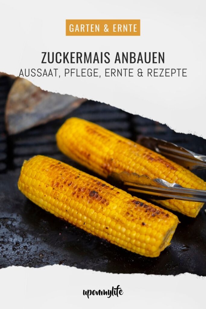 Zuckermais anbauen leicht gemacht: Entdecke hier alles über Sortenwahl, Aussaat, Pflege, Ernte und Rezepte für Maiskolben aus dem Garten