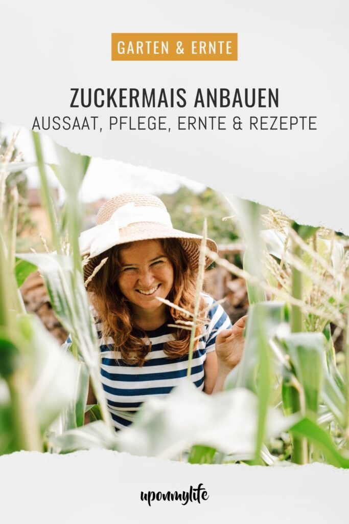 Zuckermais anbauen leicht gemacht: Entdecke hier alles über Sortenwahl, Aussaat, Pflege, Ernte und Rezepte für Maiskolben aus dem Garten