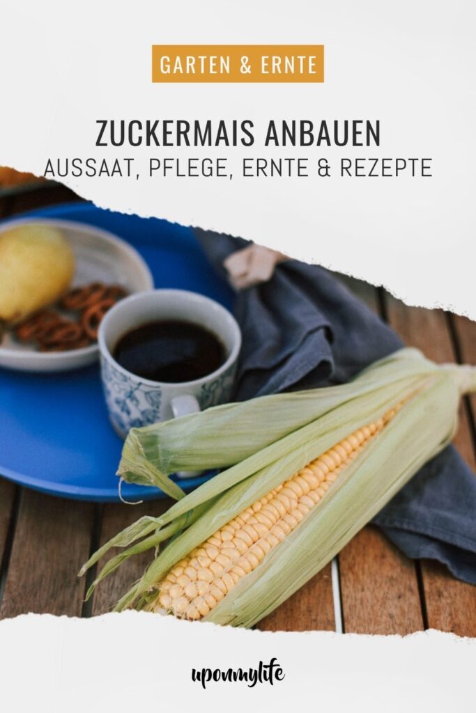 Zuckermais anbauen leicht gemacht: Entdecke hier alles über Sortenwahl, Aussaat, Pflege, Ernte und Rezepte für Maiskolben aus dem Garten